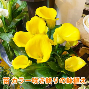 vw̓ J[ A c 炫I FIׂ Ԕ  F sN F   Mtg v[g  c  a zCg CG[ F ubN ԃMtg  JXj