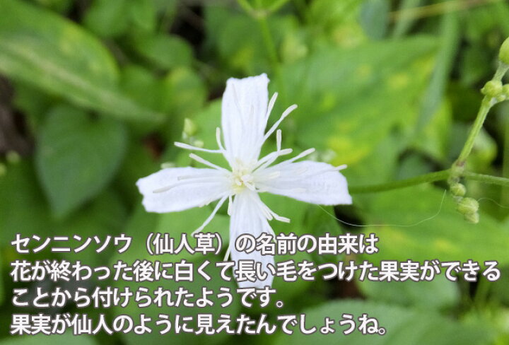 楽天市場 クレマチス 仙人草 鉢植え 送料無料 ギフト 仙人草 篭付き ラッピング無料 5寸 5号 センニンソウ せんにんそう プレゼント 花 誕生日 敬老の日 結婚記念日 小輪 フラミュラ系 原種 花ギフト 花ギフト 山形産果物野菜 花樹有 楽天市場 クレマチス 仙人草 鉢植え 送料無料 ギフト 仙人草 篭付き ラッピング無料 5寸 5号 センニンソウ せんにんそう プレゼント 花 誕生日 敬老の日 結婚記念日 小輪 フラミュラ系 原種 花ギフト 花ギフト 山形産果物野菜 花樹有
