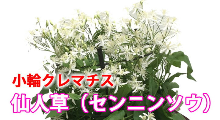 楽天市場 クレマチス 仙人草 鉢植え 送料無料 ギフト 仙人草 篭付き ラッピング無料 5寸 5号 センニンソウ せんにんそう プレゼント 花 誕生日 敬老の日 結婚記念日 小輪 フラミュラ系 原種 花ギフト 花ギフト 山形産果物野菜 花樹有 楽天市場 クレマチス 仙人草 鉢植え 送料無料 ギフト 仙人草 篭付き ラッピング無料 5寸 5号 センニンソウ せんにんそう プレゼント 花 誕生日 敬老の日 結婚記念日 小輪 フラミュラ系 原種 花ギフト 花ギフト 山形産果物野菜 花樹有