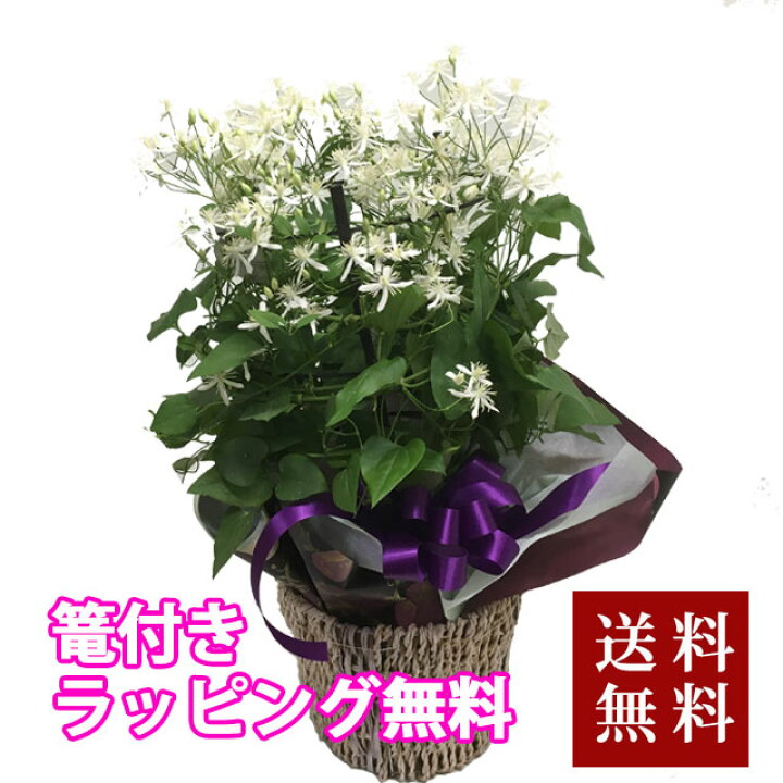 楽天市場 クレマチス 仙人草 鉢植え 送料無料 ギフト 仙人草 篭付き ラッピング無料 5寸 5号 センニンソウ せんにんそう プレゼント 花 誕生日 敬老の日 結婚記念日 小輪 フラミュラ系 原種 花ギフト 花ギフト 山形産果物野菜 花樹有 楽天市場 クレマチス 仙人草 鉢植え 送料無料 ギフト 仙人草 篭付き ラッピング無料 5寸 5号 センニンソウ せんにんそう プレゼント 花 誕生日 敬老の日 結婚記念日 小輪 フラミュラ系 原種 花ギフト 花ギフト 山形産果物野菜 花樹有