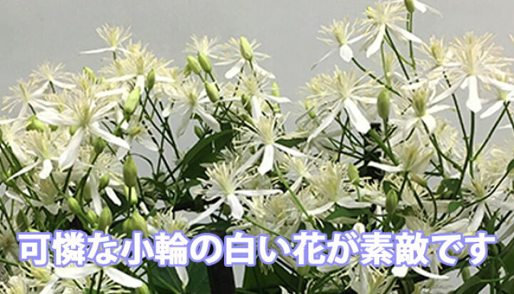 楽天市場 クレマチス 仙人草 鉢植え 送料無料 ギフト 仙人草 篭付き ラッピング無料 5寸 5号 センニンソウ せんにんそう プレゼント 花 誕生日 敬老の日 結婚記念日 小輪 フラミュラ系 原種 花ギフト 花ギフト 山形産果物野菜 花樹有 楽天市場 クレマチス 仙人草 鉢植え 送料無料 ギフト 仙人草 篭付き ラッピング無料 5寸 5号 センニンソウ せんにんそう プレゼント 花 誕生日 敬老の日 結婚記念日 小輪 フラミュラ系 原種 花ギフト 花ギフト 山形産果物野菜 花樹有
