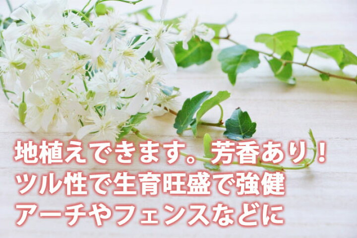 楽天市場 クレマチス 仙人草 鉢植え 送料無料 ギフト 仙人草 篭付き ラッピング無料 5寸 5号 センニンソウ せんにんそう プレゼント 花 誕生日 敬老の日 結婚記念日 小輪 フラミュラ系 原種 花ギフト 花ギフト 山形産果物野菜 花樹有 楽天市場 クレマチス 仙人草 鉢植え 送料無料 ギフト 仙人草 篭付き ラッピング無料 5寸 5号 センニンソウ せんにんそう プレゼント 花 誕生日 敬老の日 結婚記念日 小輪 フラミュラ系 原種 花ギフト 花ギフト 山形産果物野菜 花樹有