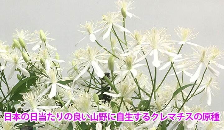 人気定番の ほうずき ほおづき ほおずき鉢植え 4寸 お中元 ギフト プレゼント 送料無料 ポイント消化 100円 300円 500円