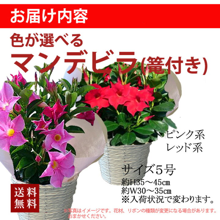楽天市場 サンパラソル マンデラビラ デプラデニア 鉢植え 花 5寸 篭付き プレゼント 敬老の日 お彼岸 誕生日 結婚記念日 人気 花ギフト 花ギフト 山形産果物野菜 花樹有