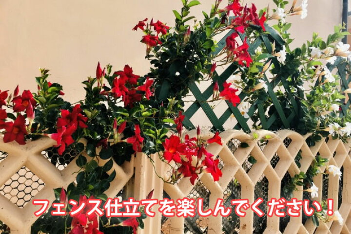 楽天市場 サンパラソル マンデラビラ デプラデニア 鉢植え 花 5寸 篭付き プレゼント 敬老の日 お彼岸 誕生日 結婚記念日 人気 花ギフト 花ギフト 山形産果物野菜 花樹有