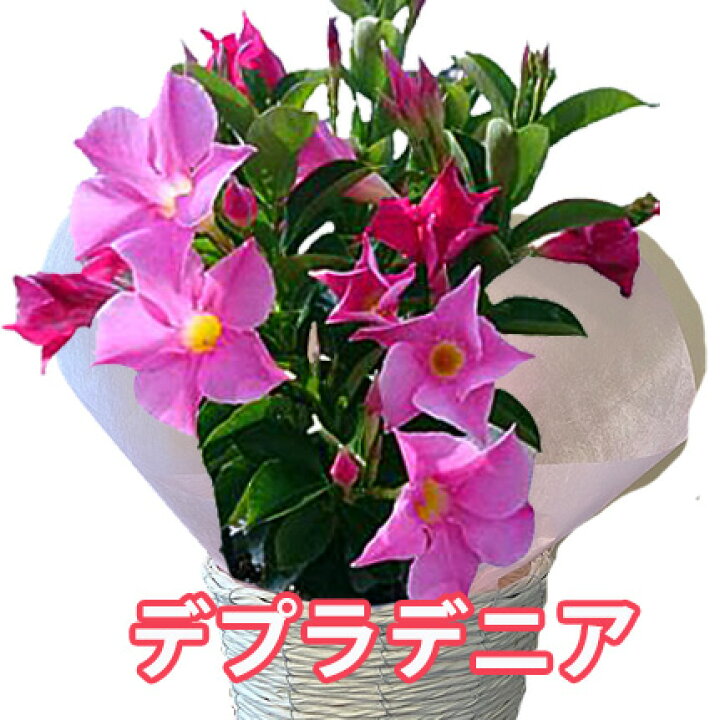 楽天市場 サンパラソル マンデラビラ デプラデニア 鉢植え 花 5寸 篭付き プレゼント 敬老の日 お彼岸 誕生日 結婚記念日 人気 花ギフト 花ギフト 山形産果物野菜 花樹有