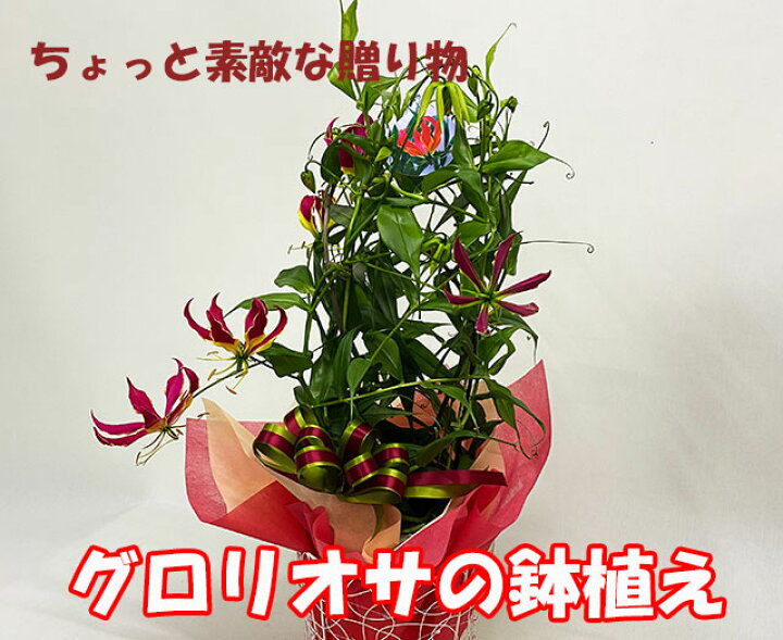 中元 23 スノーフレーク アジサイ 柏葉アジサイ 鉢植え Mサイズ あじさい ハーモニー 紫陽花 柏葉紫陽花