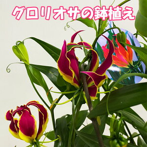 vw̓ OIT[  A OIT [  v[g Mtg 2026 ̓ ̓ a LO uC_ u[P ԃMtg NX}X