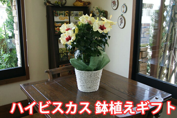楽天市場 ハイビスカス 鉢 鉢植え 花 ロングライフハイビスカス 5号 5寸 お中元 誕生日 結婚記念日 父の日 お盆 おしゃれ ギフト 土 ロングライフ ハイビスカ柄 ハイビスカスコレクション 花ギフト 花ギフト 山形産果物野菜 花樹有