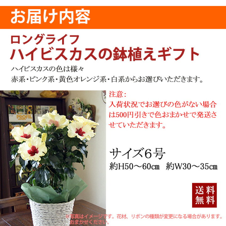 楽天市場 ハイビスカス 鉢 鉢植え 花 ロングライフハイビスカス 5号 5寸 お中元 誕生日 結婚記念日 父の日 お盆 おしゃれ ギフト 土 ロングライフ ハイビスカ柄 ハイビスカスコレクション 花ギフト 花ギフト 山形産果物野菜 花樹有
