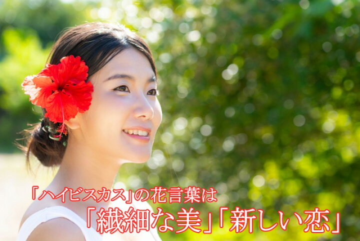 楽天市場 ハイビスカス 鉢 鉢植え 花 ロングライフハイビスカス 5号 5寸 お中元 誕生日 結婚記念日 父の日 お盆 おしゃれ ギフト 土 ロングライフ ハイビスカ柄 ハイビスカスコレクション 花ギフト 花ギフト 山形産果物野菜 花樹有