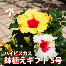 ハイビスカス 鉢 鉢植え 花 【 ロングライフハイビスカス 5号 5寸 】 お中元 誕生日 結婚記念日 父の日 お盆 おしゃれ ギフト 土 ロングライフ ハイビスカ柄 ハイビスカスコレクション 花ギフト