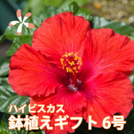 ハイビスカス 鉢 鉢植え 花 【 ロングライフハイビスカス 7号 7寸 】 お中元 誕生日 結婚記念日 父の日 お盆 おしゃれ ギフト 土 ロングライフ ハイビスカ柄 ハイビスカスコレクション 花ギフト