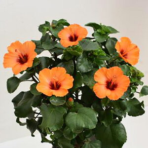 vw̓ nCrXJX  A  y nEBnCrXJX 5 5 z nEB nEC a LO  Mtg y OCt nCrXJ nCrXJXR