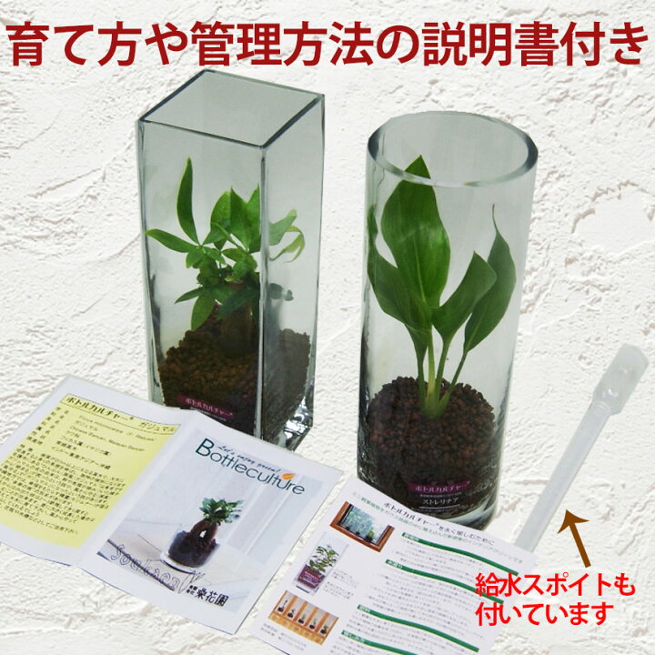楽天市場 父の日 ギフト プレゼント グリーインテリア 観葉植物 送料無料 ボトルカルチャー パキラ ハイドロカルチャー インテリア ガジュマル パキラ ソテツ ストレチア サンスベリア ポイント消化 100円 300円 500円 花ギフト 山形産果物野菜 花樹有 楽天市場 父の日 ギフト プレゼント グリーインテリア 観葉植物 送料無料 ボトルカルチャー パキラ ハイドロカルチャー インテリア ガジュマル パキラ ソテツ ストレチア サンスベリア ポイント消化 100円 300円 500円 花ギフト 山形産果物野菜 花樹有