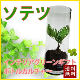 敬老の日 お彼岸 ギフト プレゼント グリーインテリア 観葉植物 送料無料 【 ボトルカルチャー ソテツ 】ハイドロカルチャー インテリア ガジュマル パキラ ソテツ ストレチア サンスベリア ポイント消化 100円 300円 500円