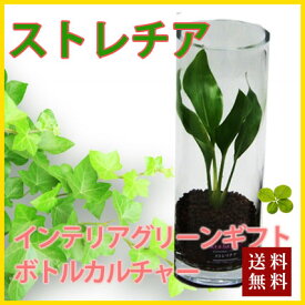 敬老の日 お彼岸 ギフト プレゼント グリーインテリア 観葉植物 送料無料 【 ボトルカルチャー ストレチア 】ハイドロカルチャー インテリア ガジュマル パキラ ソテツ ストレチア サンスベリア ポイント消化 100円 300円 500円