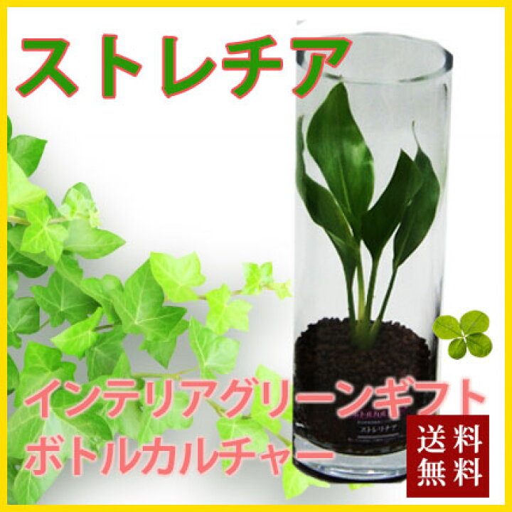 楽天市場 敬老の日 お彼岸 ギフト プレゼント グリーインテリア 観葉植物 送料無料 ボトルカルチャー ストレチア ハイドロカルチャー インテリア ガジュマル パキラ ソテツ ストレチア サンスベリア ポイント消化 100円 300円 500円 花ギフト 山形産果物野菜 花樹有