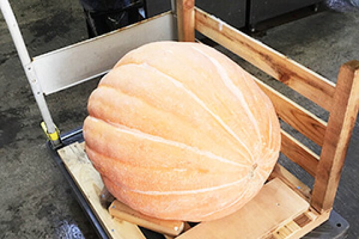 市場 ハロウィン 小 装飾 パンプキン 飾り カボチャ 置物 ルージュヴィデタンプ 2個 巨大 生かぼちゃ オブジェ おばけかぼちゃ かぼちゃ