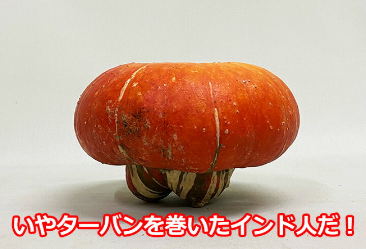楽天市場】ハロウィンカボチャ ハロウィン カボチャ かぼちゃ 生 