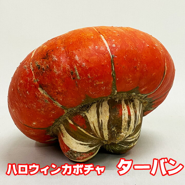 楽天市場 ハロウィン かぼちゃ カボチャ 生かぼちゃ レッドターバン 大 2個 ターバン 飾り 巨大 置物 装飾 オブジェ パンプキン オーナメント 屋外 玄関 魔女 かぼちゃの馬車 花ギフト ポイント消化 100円 300円 500円 花ギフト 山形産果物野菜 花樹有