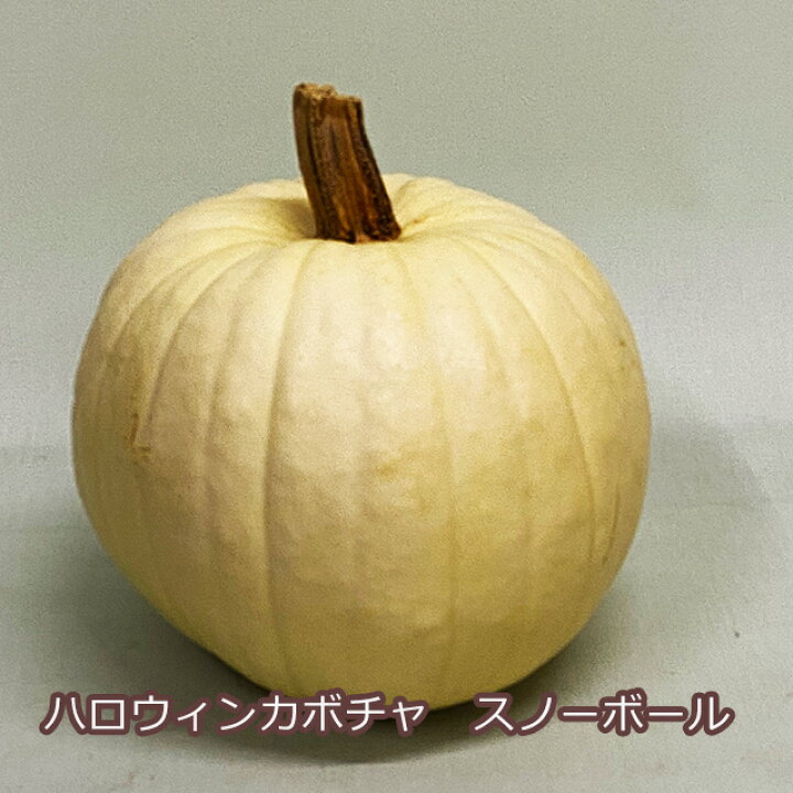 楽天市場 ハロウィン かぼちゃ カボチャ 生かぼちゃ スノーボール 小 1個 飾り 巨大 置物 装飾 オブジェ パンプキン オーナメント 屋外 玄関 魔女 かぼちゃの馬車 花ギフト ポイント消化 100円 300円 500円 花ギフト 山形産果物野菜 花樹有
