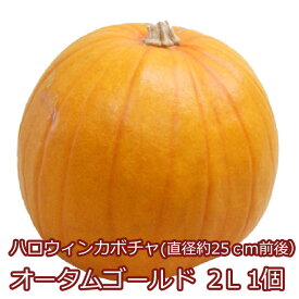 ハロウィンカボチャ ハロウィン カボチャ かぼちゃ 生 【 オータムゴールド 2L 1個 】 飾り 巨大 置物 装飾 オブジェ パンプキン オーナメント 花ギフト ハロウィンカボチャ飾り ハロウィンかぼちゃ 本物 食べれる くりぬき 販売 作り方