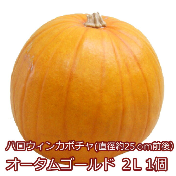 楽天市場 ハロウィン かぼちゃ カボチャ 生かぼちゃ オータムゴールド ２l 1個 飾り 巨大 置物 装飾 オブジェ パンプキン オーナメント 屋外 玄関 魔女 かぼちゃの馬車 花ギフト ポイント消化 100円 300円 500円 花ギフト 山形産果物野菜 花樹有