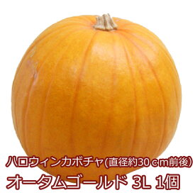 ハロウィンカボチャ ハロウィン カボチャ かぼちゃ 生 【 オータムゴールド 3L 1個 】 飾り 巨大 置物 装飾 オブジェ パンプキン オーナメント 農産物 ハロウィンカボチャ飾り ハロウィンかぼちゃ 本物 食べれる くりぬき 販売 作り方 花ギフト