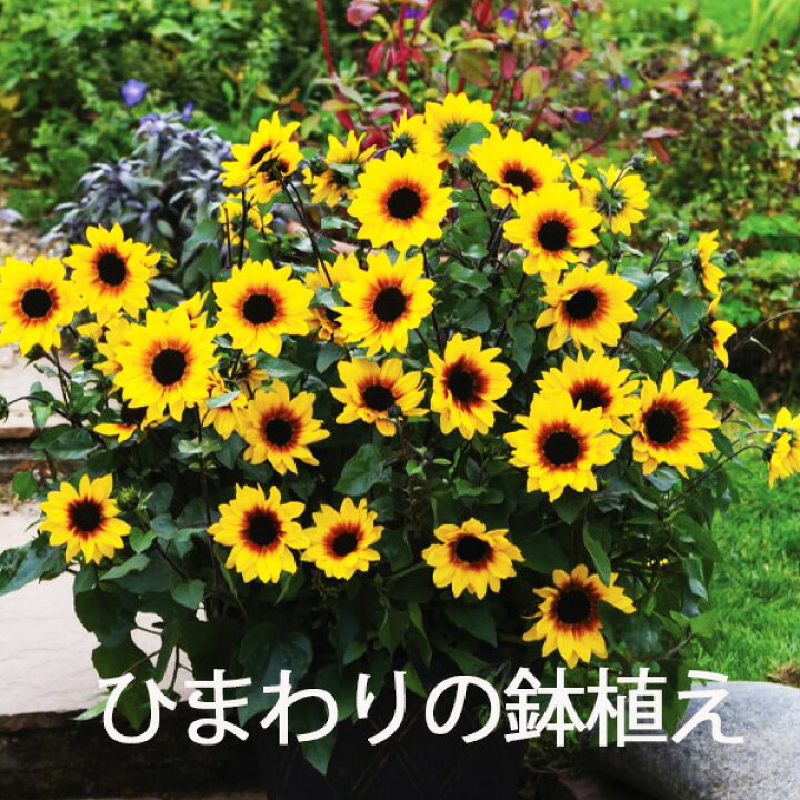 楽天市場 ひまわり ヒマワリ 敬老の日 ギフト 鉢植え ４寸 篭付 き ラッピング無料 プレゼント 花 おしゃれ 洋風 結婚記念日 誕生日 敬老の日 花苗 フラワーアレンジメン ト寄せ植え 植木鉢 観葉植物 花ギフト 花束 花ギフト 山形産果物野菜 花樹有