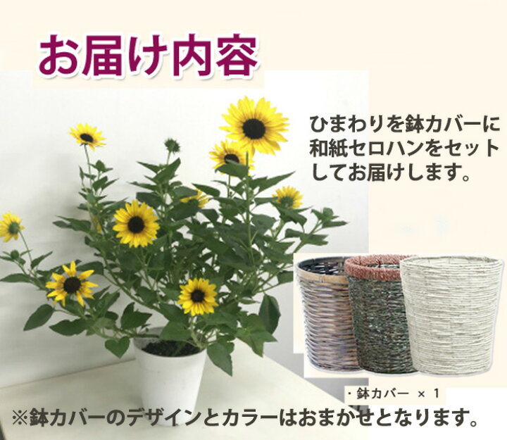 楽天市場 ひまわり ヒマワリ 母の日 父の日 ギフト 鉢植え ギフト 鉢植え ４寸 篭付 き ラッピング無料 サンビリーバブルブラウンアイｇ プレゼント 花 おしゃれ 結婚記念日 誕生日 敬老の日 花苗 フラワーアレンジメン ト 寄せ植え 観葉植物 花ギフト 花束