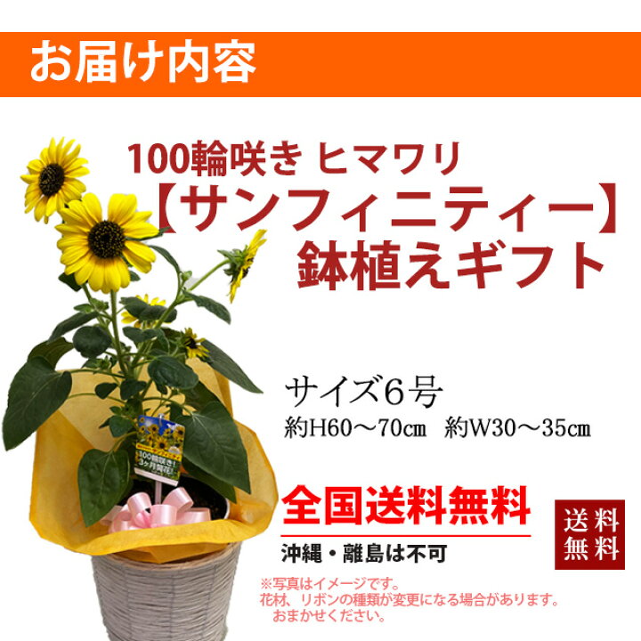 楽天市場 父の日 お中元 ひまわり ヒマワリ ギフト 鉢植え サンフィニティー 篭付 き ラッピング無料 プレゼント 花 おしゃれ 洋風 結婚記念日 誕生日 母の日 花苗 寄せ植え 植木鉢 観葉植物 花ギフト 花束 ひな祭り 桃の節句 花ギフト 山形産果物野菜 花樹有 楽天市場 父の日 お中元 ひまわり ヒマワリ ギフト 鉢植え サンフィニティー 篭付 き ラッピング無料 プレゼント 花 おしゃれ 洋風 結婚記念日 誕生日 母の日 花苗 寄せ植え 植木鉢 観葉植物 花ギフト 花束 ひな祭り 桃の節句 花ギフト 山形産果物野菜 花樹有