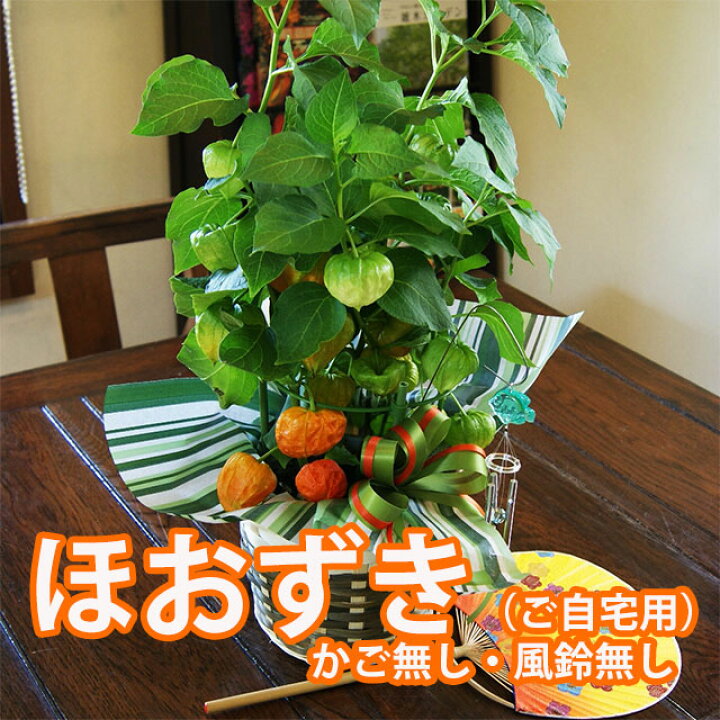 楽天市場】ほおずき ホオズキ 鬼灯 【 5号鉢 5寸 鉢植え 篭無し 風鈴 