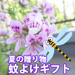 ፁ [Y[jE JR J[R A 悯ɂ 5 Zbg Ij} ɂ     [Y[j[ ፁ̉   悯 