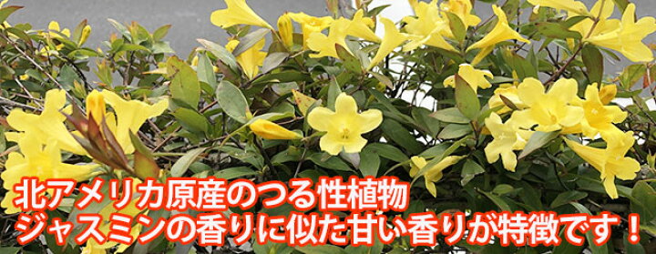 楽天市場 ジャスミン カロライナ カロライナジャスミン 鉢植え ギフト プレゼント 5寸 5号 黄色 黄花 誕生日 結婚記念日 バレンタイン 愛妻の日 ホワイトデー クリスマス お正月 卒業 入学 誕生日 誕生花 1月 1月26日 花言葉 甘いささやき 気立てのよさ 長寿 花ギフト