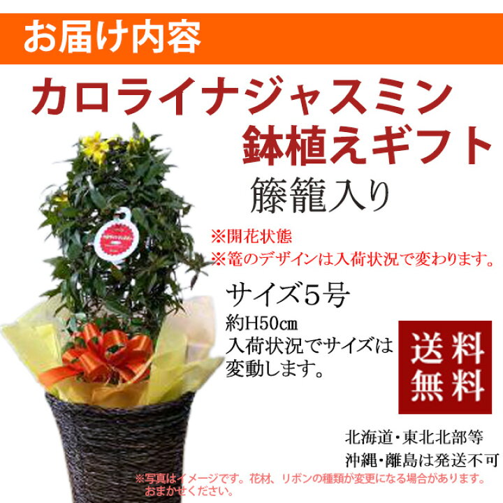 楽天市場 ジャスミン カロライナ カロライナジャスミン 鉢植え ギフト プレゼント 5寸 5号 黄色 黄花 誕生日 結婚記念日 バレンタイン 愛妻の日 ホワイトデー クリスマス お正月 卒業 入学 誕生日 誕生花 1月 1月26日 花言葉 甘いささやき 気立てのよさ 長寿 花ギフト
