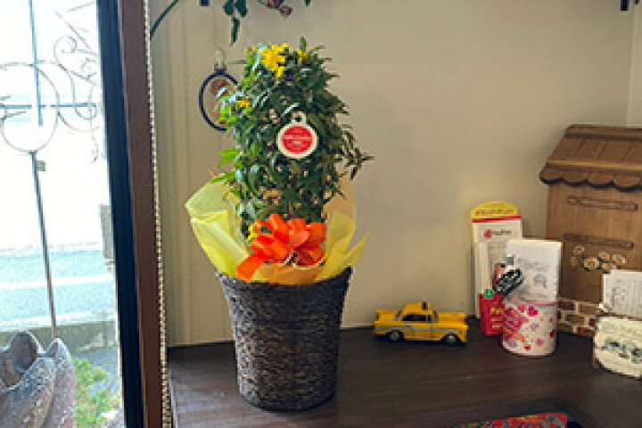 楽天市場 ジャスミン カロライナ カロライナジャスミン 鉢植え ギフト プレゼント 5寸 5号 黄色 黄花 誕生日 結婚記念日 バレンタイン 愛妻の日 ホワイトデー クリスマス お正月 卒業 入学 誕生日 誕生花 1月 1月26日 花言葉 甘いささやき 気立てのよさ 長寿 花ギフト
