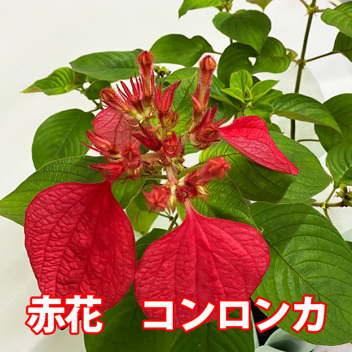 楽天市場 コンロンカ 崑崙花 ムッサエンダ 送料無料 赤花 コンロンカ ハンカチの花 鉢植え ハンカチの木 育て方 販売 挿し木 京都 剪定 寄植え ピンク ポイント消化 100円 300円 500円 花ギフト 山形産果物野菜 花樹有