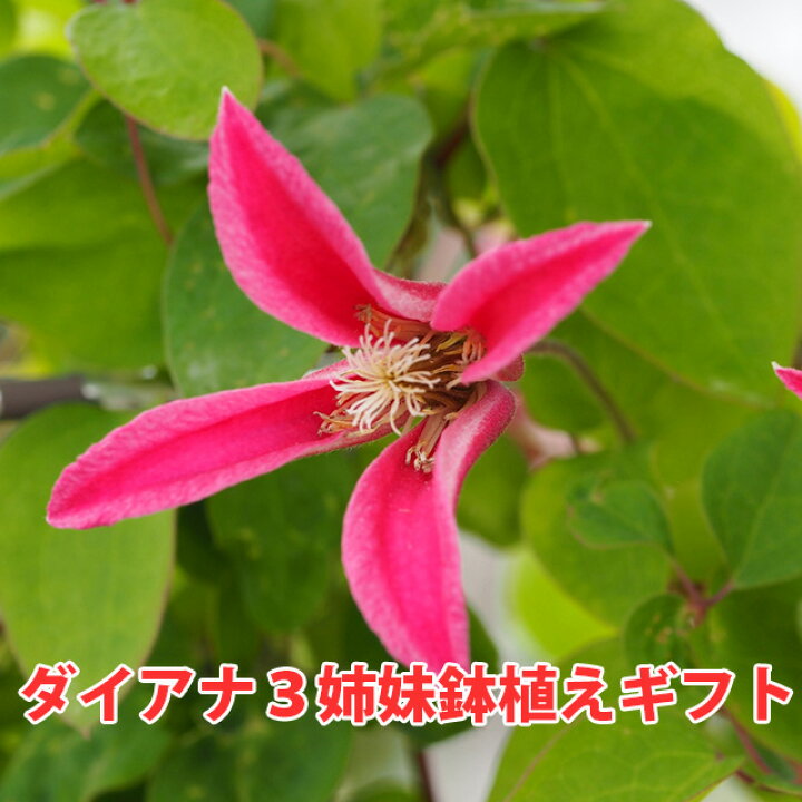 楽天市場 クレマチス テッセン チューリップ咲き 送料無料 プリンセスダイアナ アイフクシマ エールフクシマ 鉢植え 選べる品種 篭付き ピンク ダイアナ 誕生日 結婚記念日 販売 四季咲き 八重 常緑 花ギフト ポイント消化 100円 300円 500円 花ギフト 山形産果物