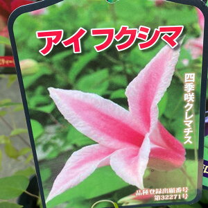 クレマチス テッセン 母の日 2025 プレゼント 【 クレマチス ダイアナプリンセス ダイアナ 花 】 クレマチス花言葉 父の日 誕生日 結婚記念日 四季咲き 花言葉 クレマチス育て方 クレマチスの