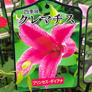 N}`X ebZ ̓ 2025 v[g y N}`X _CAivZX _CAi  z N}`XԌt ̓ a LO lG炫 Ԍt N}`Xĕ N}`X