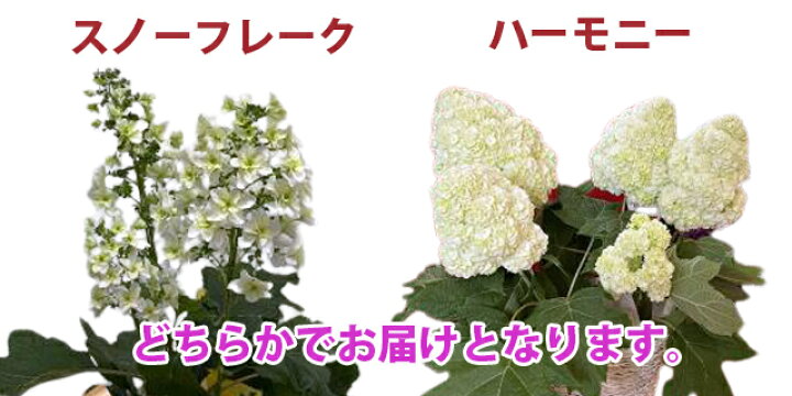 楽天市場 母の日 父の日 22 アジサイ カシワバアジサイ 送料無料 鉢植え 柏葉アジサイ ギフト スノーフレーク あじさい 柏葉紫陽花 紫陽花 アジサイ 西洋アジサイ ガクアジサハイドランジア 花ギフト ポイント消化 100円 300円 500円 花ギフト 山形産果物野菜