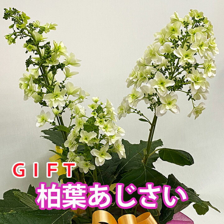 楽天市場 母の日 父の日 22 アジサイ 柏葉アジサイ Mサイズ 送料無料 鉢植え 柏葉アジサイ ギフト スノーフレーク ハーモニー あじさい 柏葉紫陽花 紫陽花 アジサイ 西洋アジサイ ガクアジサハイドランジア 花ギフト ポイント消化 100円 300円 500円 花ギフト