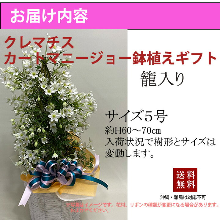 楽天市場 クレマチス テッセン カートマニージョー 送料無料 鉢植え 篭付き ラッピング 無料 母の日 鉢植え 苗 宿根草 常緑 プランター 毎年 咲く 花 ギフト ガーデニング 新枝咲き 育て方 種類 クレマチスカートマニージョー 花言葉 結婚記念日 花ギフト ポイント