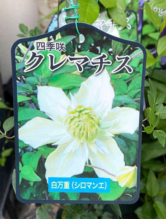 楽天市場 クレマチス テッセン 四季咲き 苗 3個まとめ買い 白万重 シロマンエ 篭口 ロウグチ グラビューティー 送料無料 販売 四季咲き 八重 常緑 ペパーミント 青 ピンク プリンセスダイアナ ダイアナ 誕生日 結婚記念日 花ギフト 花ギフト 山形産果物野菜 花樹有