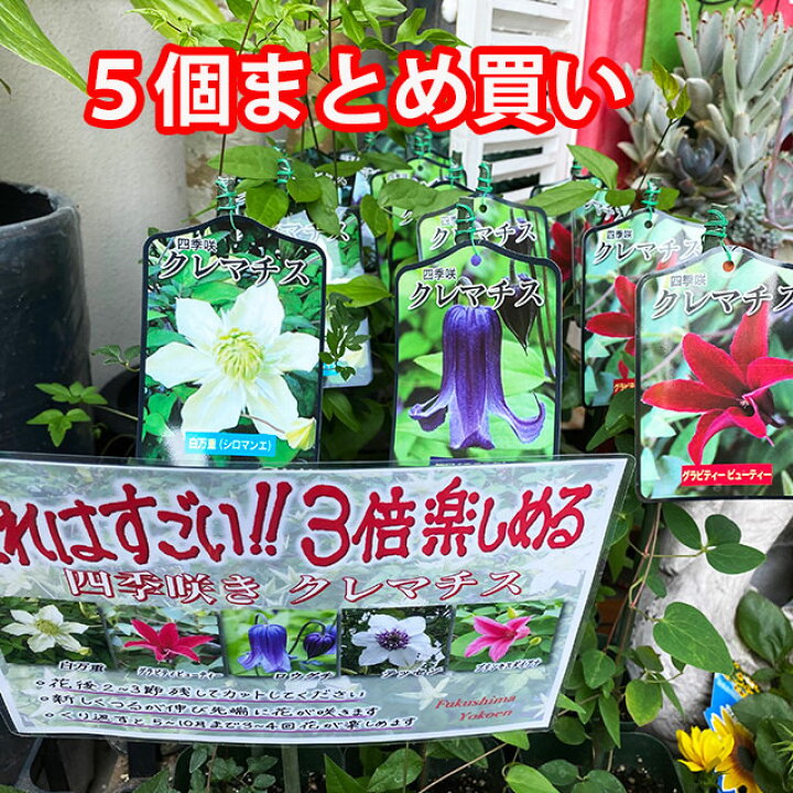 楽天市場】クレマチス テッセン 四季咲き 苗 【 5個まとめ買い 白万重  