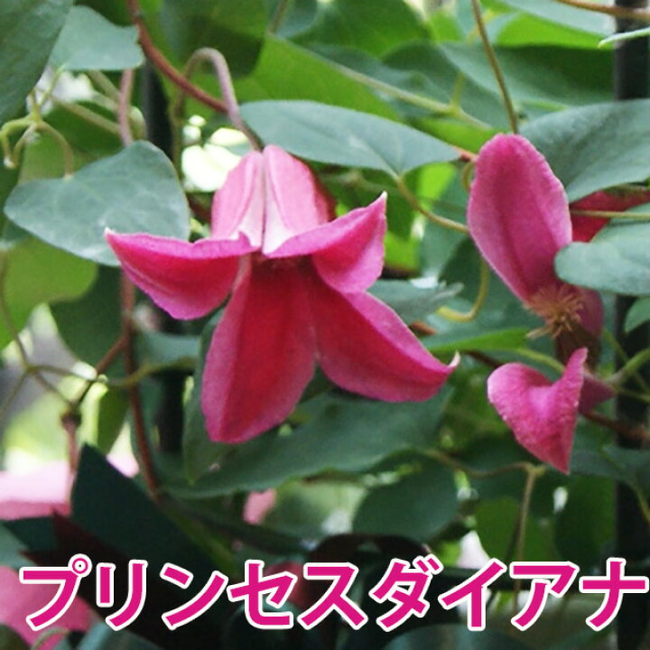 楽天市場 クレマチス テッセン プリンセスダイアナ 送料無料 鉢植え 篭付き ラッピング 無料 販売 四季咲き 八重 常緑 ペパーミント 青 ピンク ダイアナ 誕生日 結婚記念日 花ギフト ポイント消化 100円 300円 500円 花ギフト 山形産果物野菜 花樹有