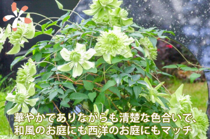 楽天市場 クレマチス テッセン 白万重 送料無料 シロマンエ 鉢植え 篭付き ラッピング 無料 販売 四季咲き 八重 常緑 ペパーミント 青 ピンク ダイアナ 誕生日 結婚記念日 花ギフト ポイント消化 100円 300円 500円 花ギフト 山形産果物野菜 花樹有