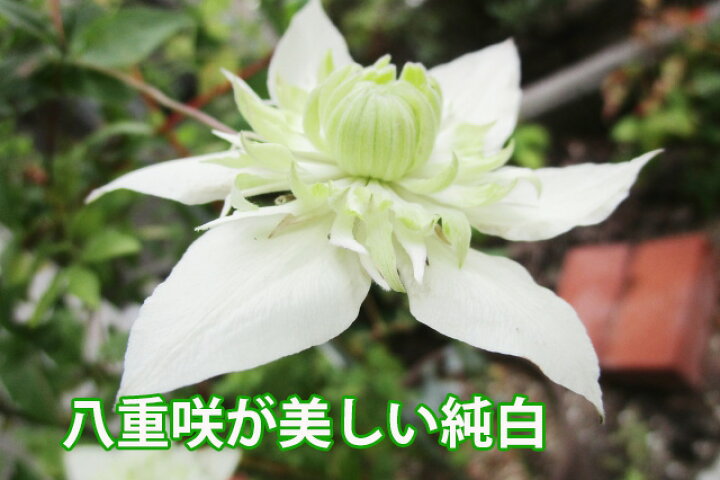 楽天市場 クレマチス テッセン 白万重 送料無料 シロマンエ 鉢植え 篭付き ラッピング 無料 販売 四季咲き 八重 常緑 ペパーミント 青 ピンク ダイアナ 誕生日 結婚記念日 花ギフト ポイント消化 100円 300円 500円 花ギフト 山形産果物野菜 花樹有