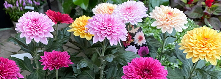 楽天市場 ピンポン菊 ピンポンマム プレゼント 5寸 5号 菊 マム 誕生日 結婚記念日 敬老の日 お彼岸 お中元 お盆 ギフト 苗 鉢植え 花ギフト 生花 花材 種 アレンジメント 花ギフト 山形産果物野菜 花樹有